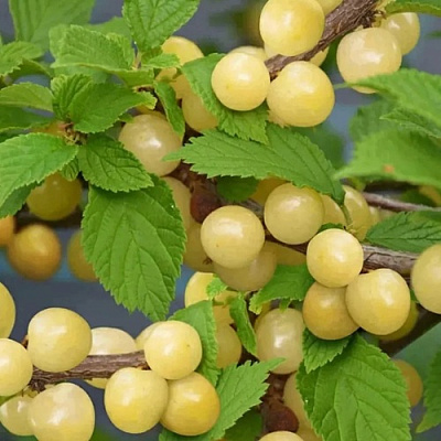 Вишня СНЕВИТ войлочная в Слуцке