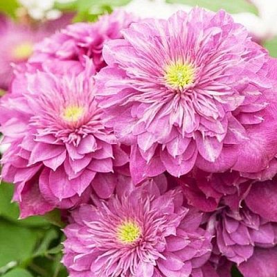 Клематис КАЙЗЕР в Слуцке