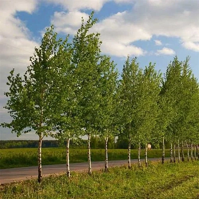 Береза обыкновенная в Слуцке