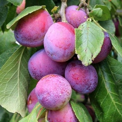 Слива БЛЮ СВИТ колонновидная в Слуцке