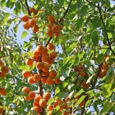 Абрикос ОРЛОВЧАНИН  в Слуцке