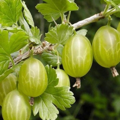 Крыжовник УРАЛЬСКИЙ ИЗУМРУД в Слуцке