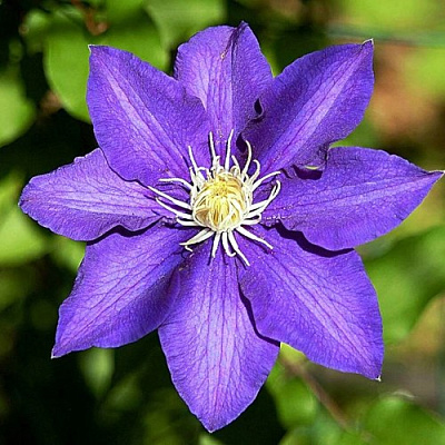 Клематис ЗЕ ПРЕЗИДЕНТ в Слуцке