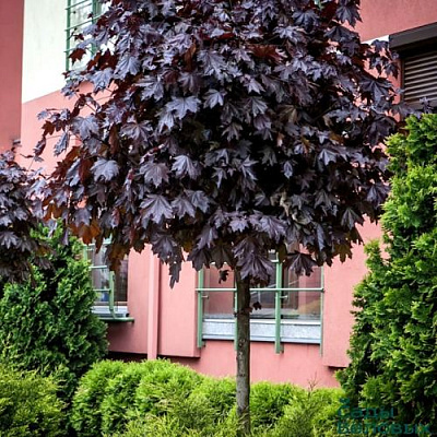 Клен ПУРПЛ ГЛОБ в Слуцке