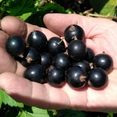 Смородина черная ЧЕРНООКАЯ в Слуцке