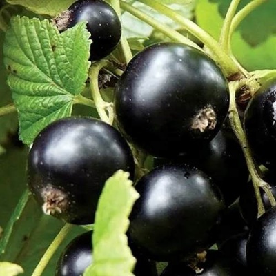 Смородина чёрная ЛЕНТЯЙ в Слуцке