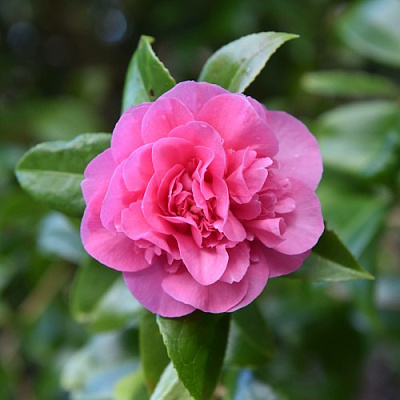 Камелия ДЕББИ в Слуцке