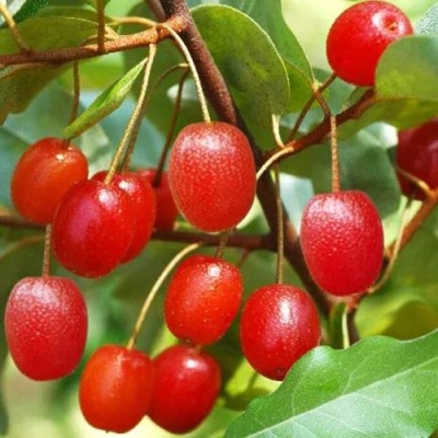ГУМИ (ЛОХ МНОГОЦВЕТКОВЫЙ) в Слуцке