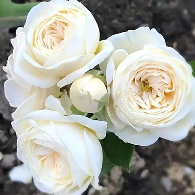 Роза АРТЕМИС шраб в Слуцке
