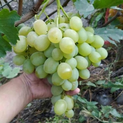 Виноград ВАНЮША в Слуцке