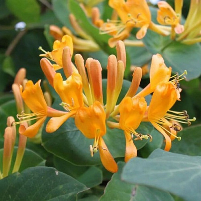 Жимолость ТЕЛЬМАНА в Слуцке