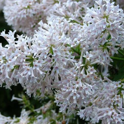 Сирень АГНЕС СМИТ в Слуцке