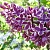 Сирень СЕНСАЦИЯ (привитая) в Слуцке