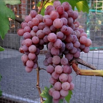Виноград ЭЛЕГИЯ в Слуцке