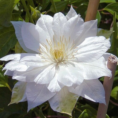 Клематис ДАЧЕСС ОФ ЭДИНБУРГ в Слуцке