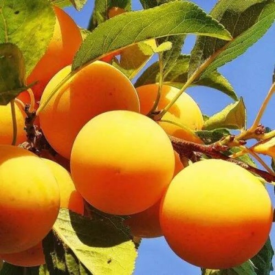 Слива МЕДОВАЯ ЖЁЛТАЯ в Слуцке