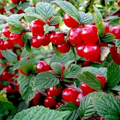 Вишня ВОСТОРГ войлочная в Слуцке