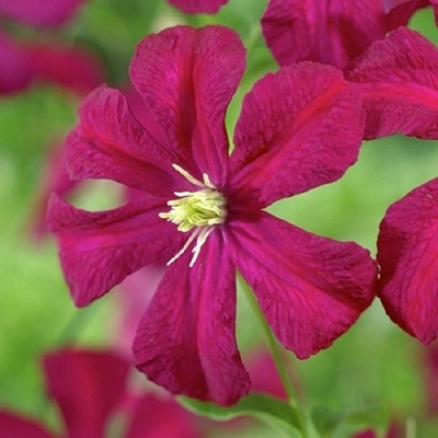 Клематис МАДАМ ДЖУЛИЯ КОРРЕВОН в Слуцке