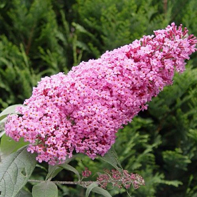 Буддлея давида ПИНК ДЕЛАЙТ в Слуцке