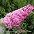 Буддлея давида ПИНК ДЕЛАЙТ в Слуцке