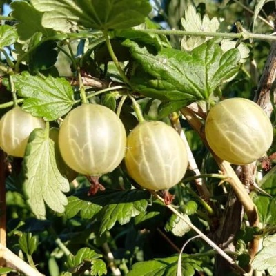 Крыжовник БЕЛОРУCСКИЙ САХАРНЫЙ 2 в Слуцке