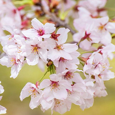 Сакура КОЙО НО МАЙ в Слуцке