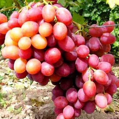 Виноград АНЮТА в Слуцке