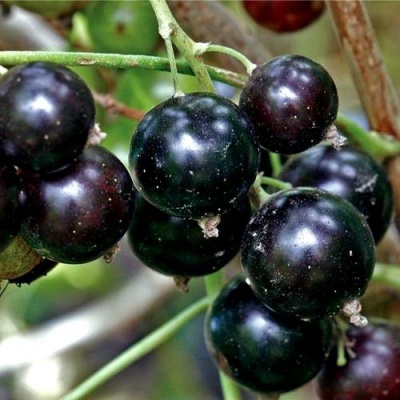 Смородина чёрная ЧЕРЕШНЁВАЯ в Слуцке