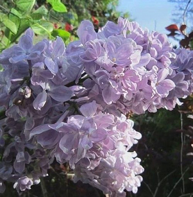 Сирень ЛЕТНИЙ САД в Слуцке