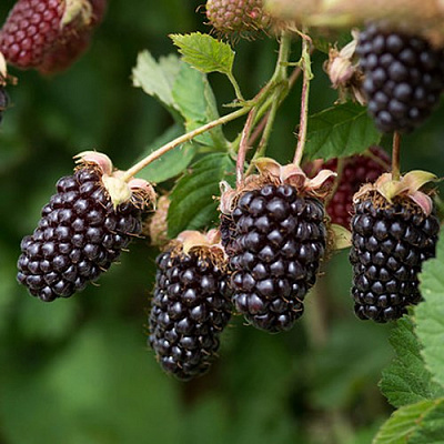 Ежемалина БОЙСЕНБЕРРИ в Слуцке