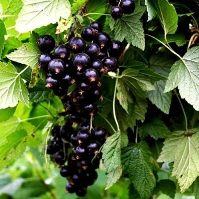 Смородина чёрная БЕЛОРУССКАЯ СЛАДКАЯ в Слуцке