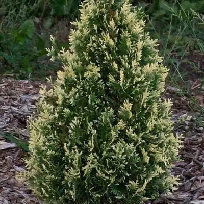 Туя БРАБАНТ ВАРИЕГАТТА западная в Слуцке