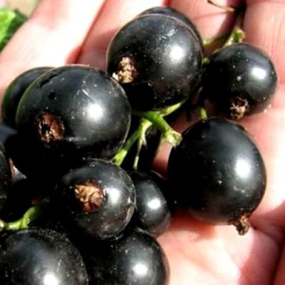 Смородина чёрная ЧЕРЕШНЁВАЯ в Слуцке