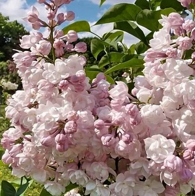 Сирень КРАСАВИЦА МОСКВЫ (привитая) в Слуцке