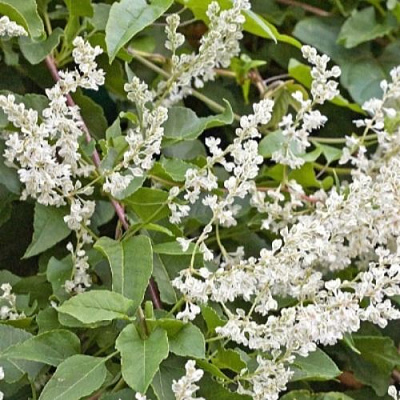 Фаллопия АУБЕРТА в Слуцке