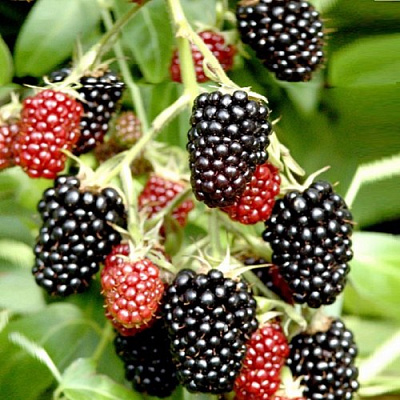 Ежемалина ДАРРОУ в Слуцке