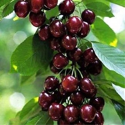 Черешня УДИВИТЕЛЬНАЯ в Слуцке