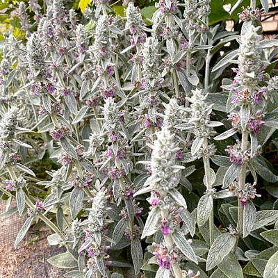 читсец Ферби