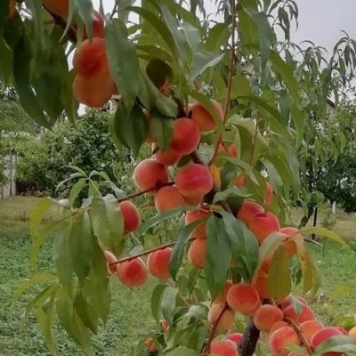 Персик ВУЛКАН в Слуцке