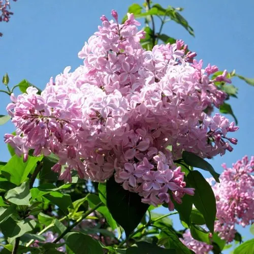 Сирень БУФФОН в Слуцке