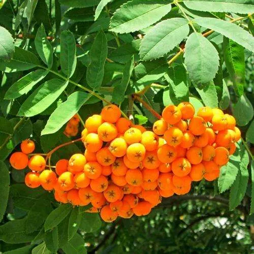 Рябина ДИРКЕНИ ЖЁЛТАЯ  сладкоплодная в Слуцке