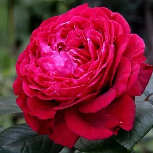 Роза 4 ВЕТРОВ флорибунда  в Слуцке