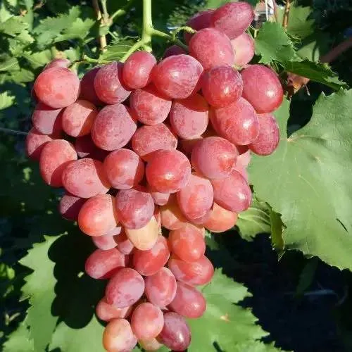 Виноград КИШМИШ ЗАПОРОЖСКИЙ в Слуцке