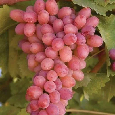 Розовый виноград в Слуцке