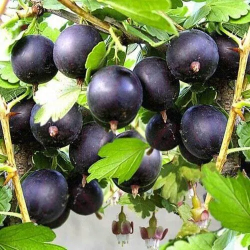 Крыжовник АФРИКАНЕЦ в Слуцке