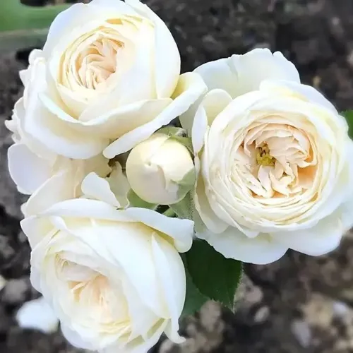 Роза АРТЕМИС шраб в Слуцке