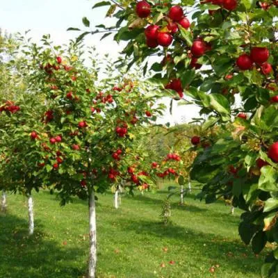 Плодовые деревья в Слуцке
