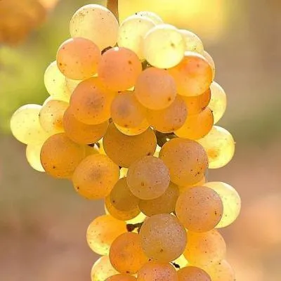 Белый виноград в Слуцке