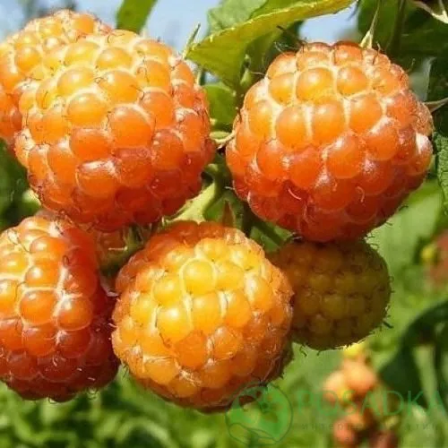 Малина КУМБЕРЛЕНД желтая в Слуцке